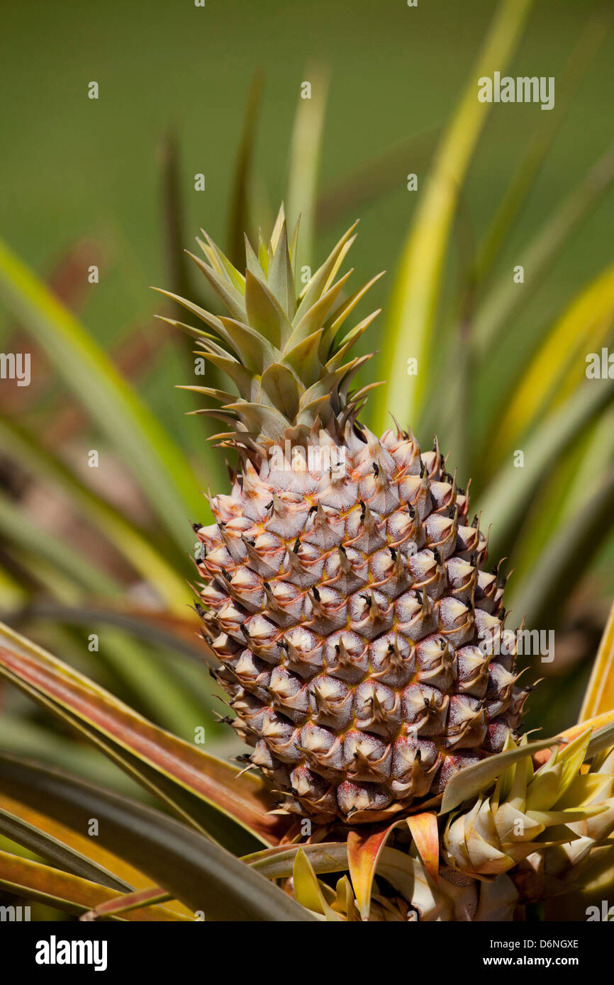 pineapple growing outside museum in Lana'i City, Lana'i, Hawai'i Stock Photo