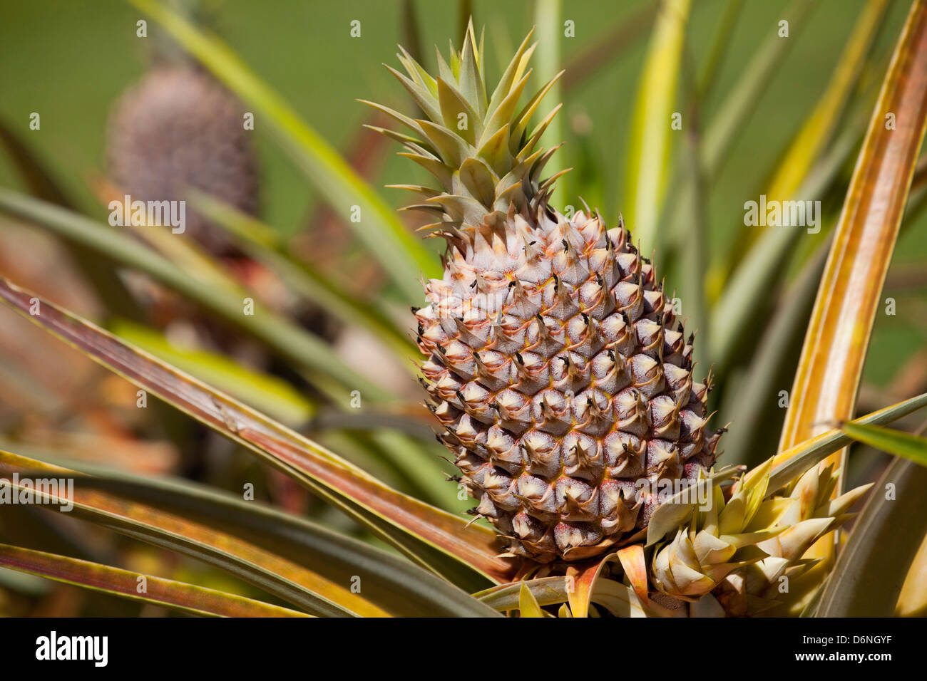 pineapple, Lana'i, Hawai'i Stock Photo Alamy