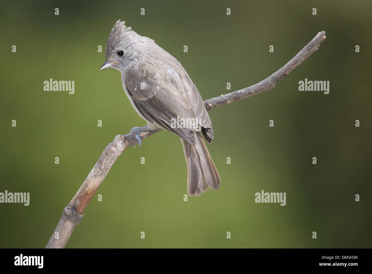 [Oak Titmouse] perched on a branch Stock Photo