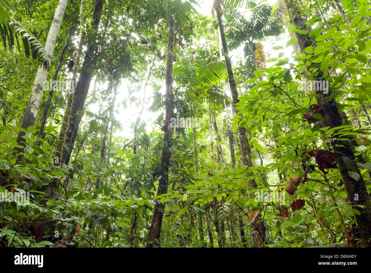 Primary tropical rainforest in a remote part of Yasuni National Park, Ecuador Stock Photo
