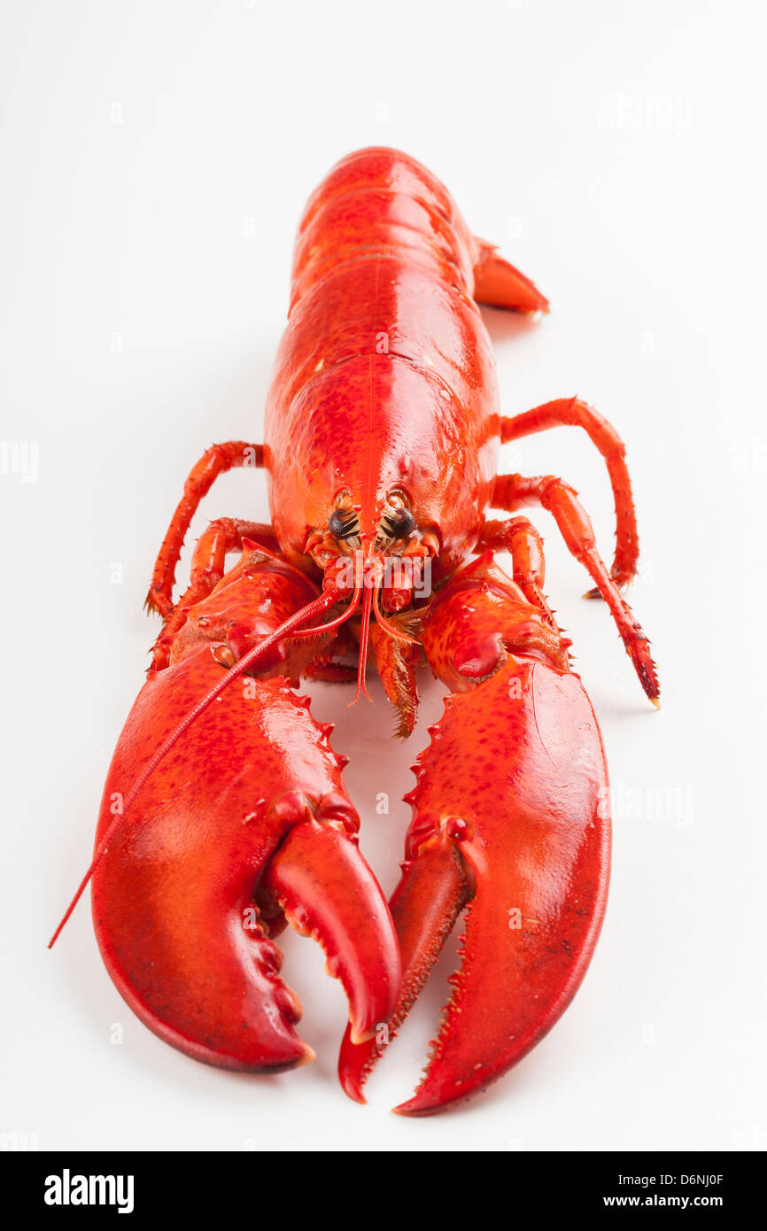 a Raw lobster isolated over white background Stock Photo