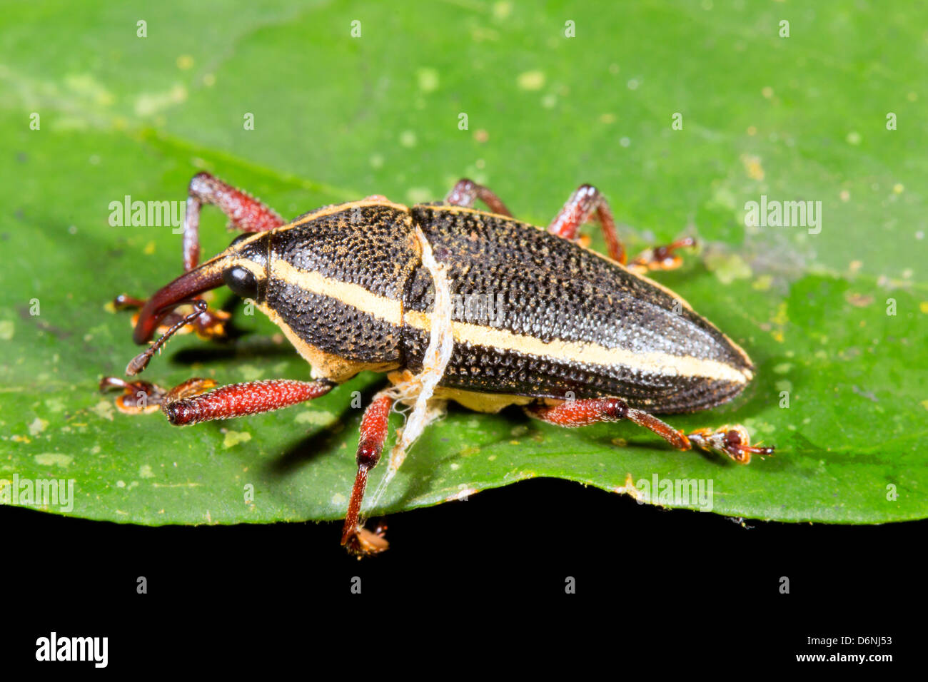 A long snouted weevil from rainforest, Ecuador Stock Photo