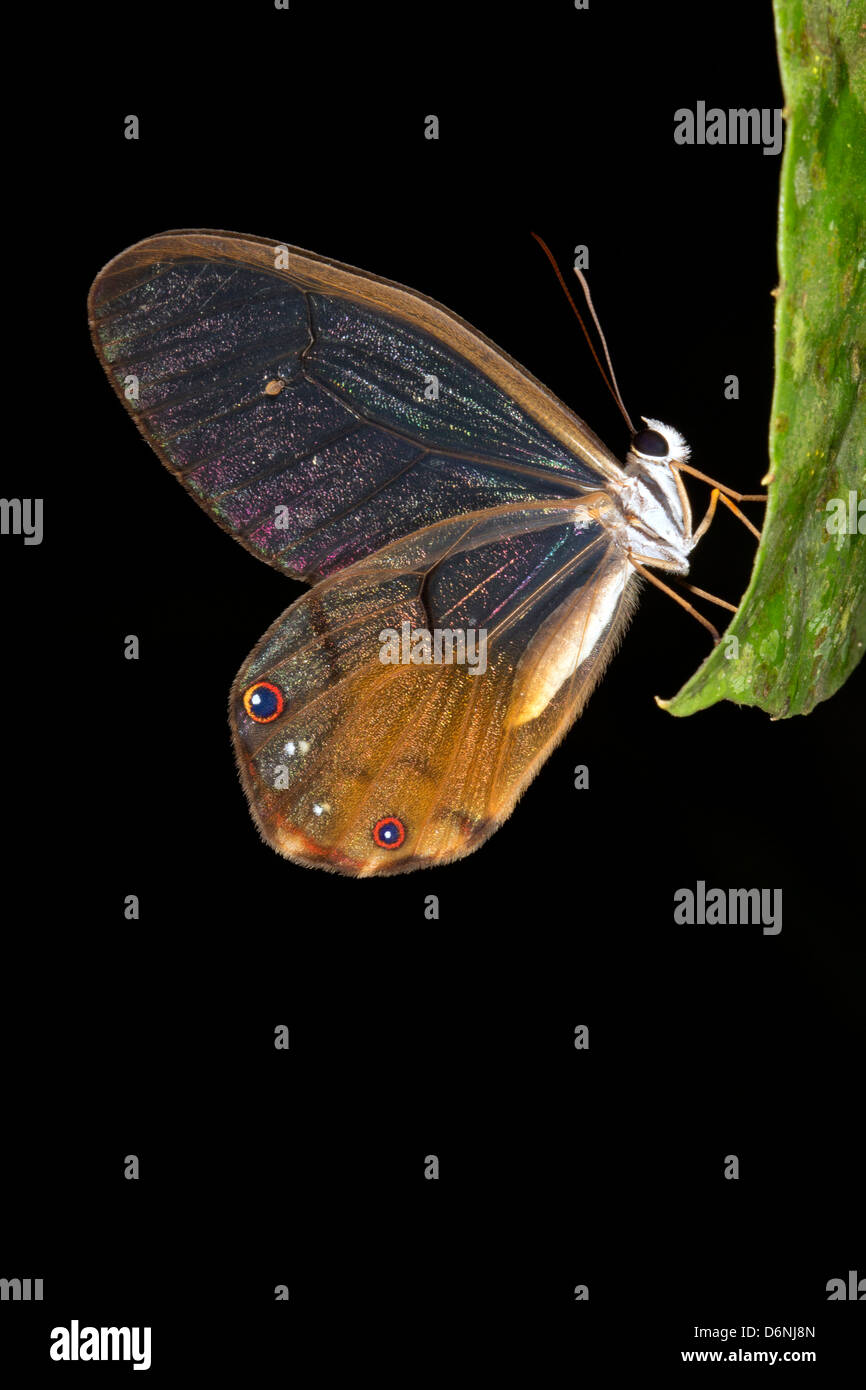 Glasswing butterfly (Cithaerias sp. fam. Satyridae) roosting in rainforest understory at night Stock Photo