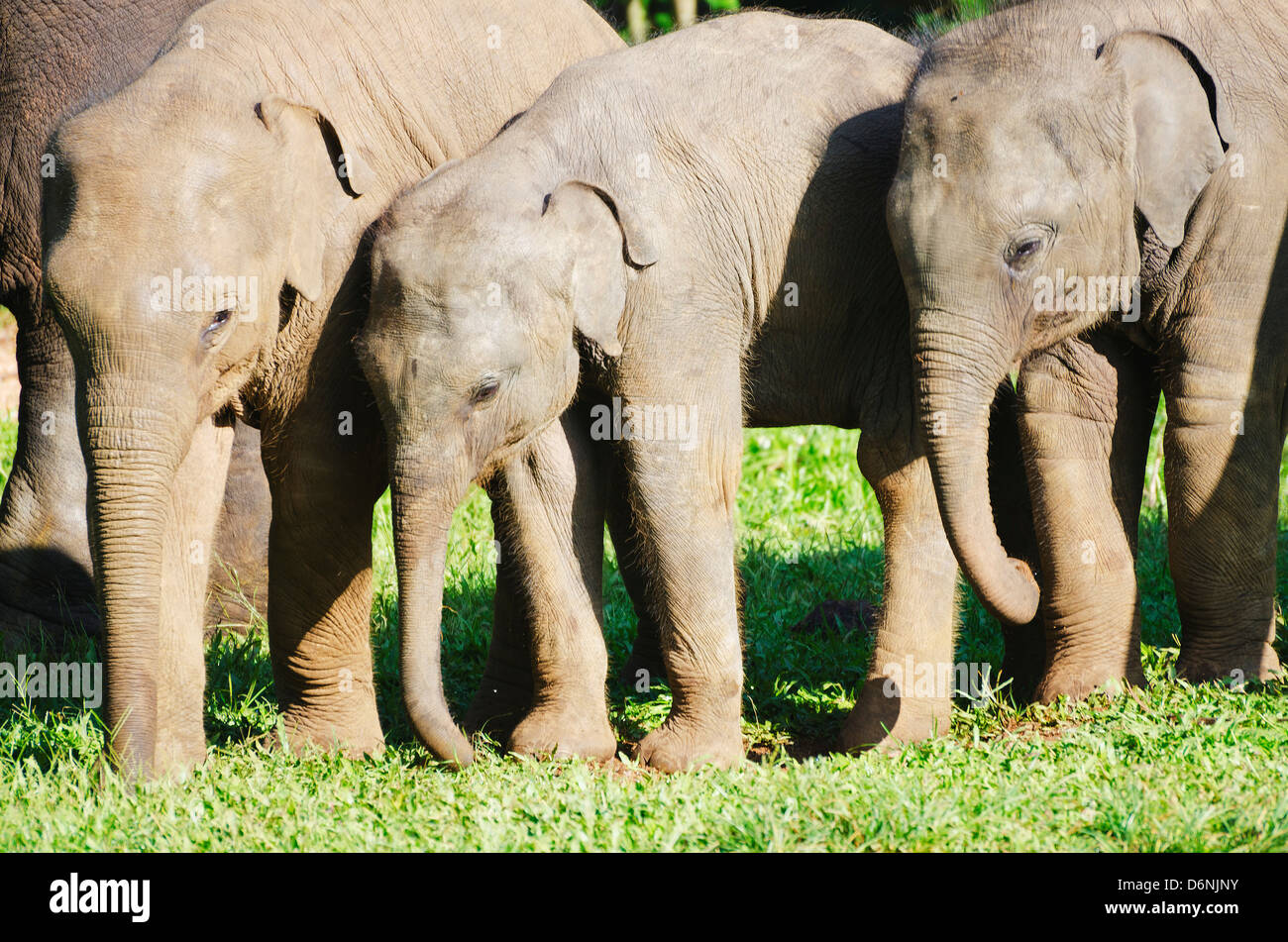 Elephant sanctuary sri lanka hi-res stock photography and images - Alamy
