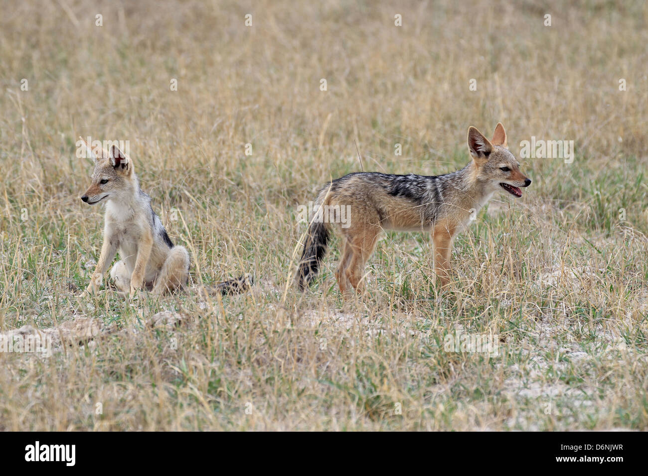 Two young jackals on the grassland of Moremi NP, Okavango Delta, Botswana Stock Photo