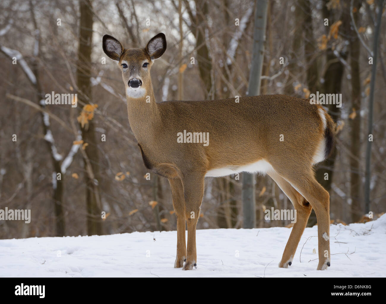 Female White Tailed Deer Female White Tailed Deer