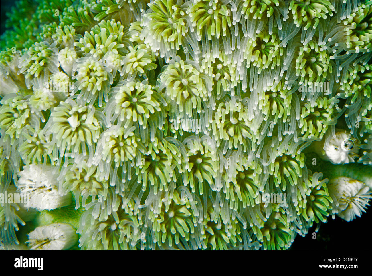 Fluorescence grass coral (Galaxea fascicularis), Indo-pacific Ocean Stock Photo