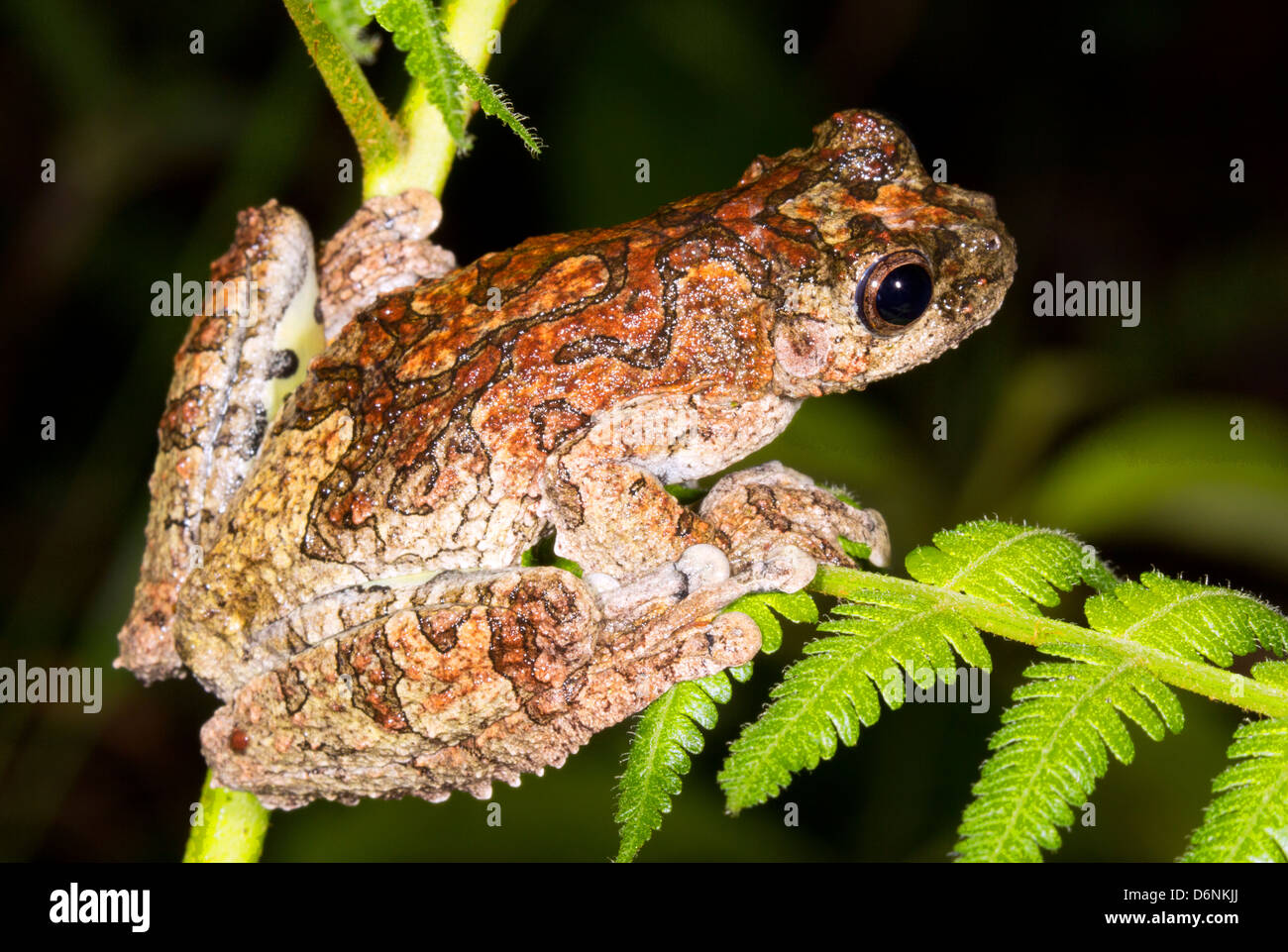 Neotropical Marbled Treefrog (Dendropsophus marmoratus) in the rainforest understory, Ecuador. Stock Photo