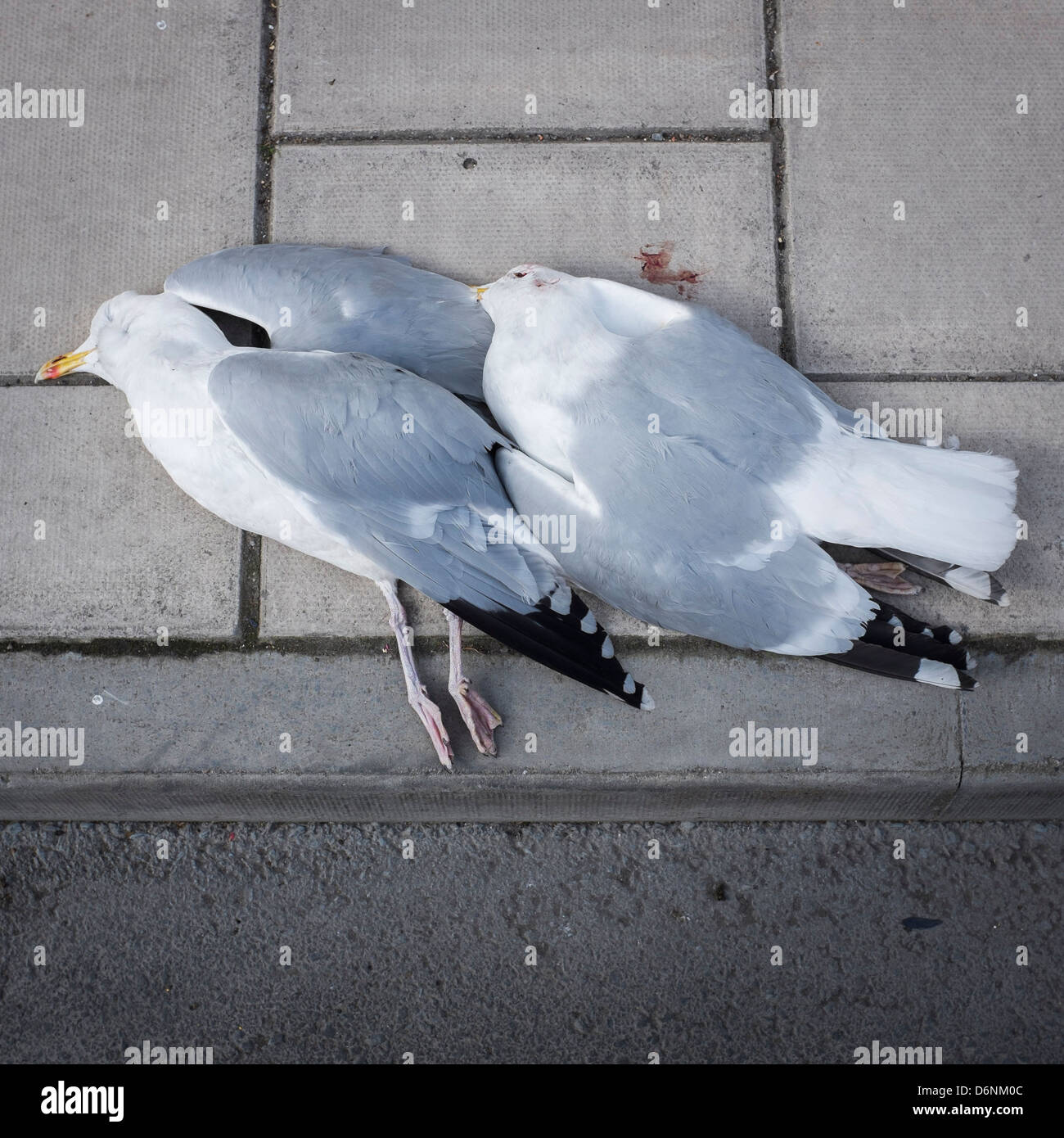 Two dead seagulls lying on the pavement sidewalk, apparently shot. UK Stock Photo