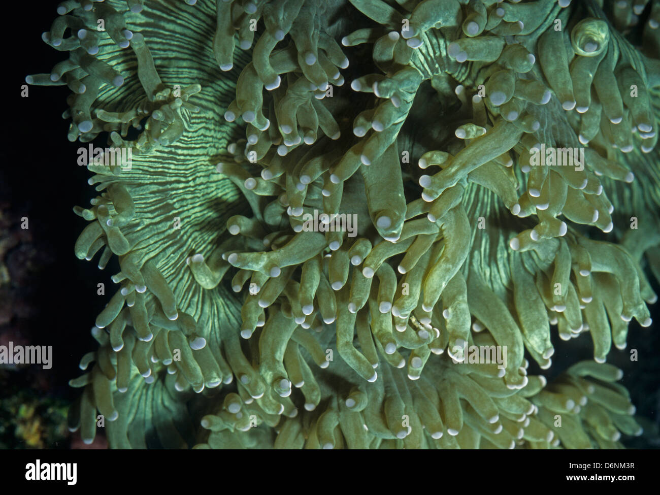 Elegance coral Catalaphyllia jardinei, Caryophyliidae Indo-pacific Ocean Stock Photo