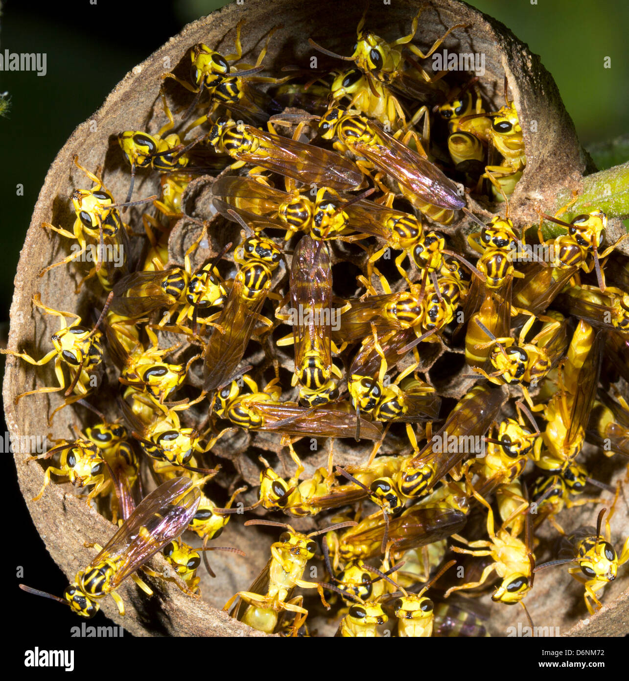 Tropical wasp nest viewed from below. In the rainforest understory, Ecuador Stock Photo