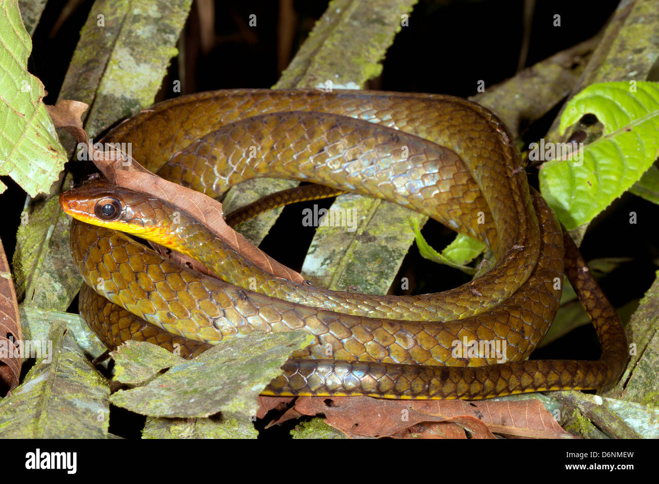 Smooth Machete Savanne (Chironius scurrulus) in the rainforest understory, Ecuador. Stock Photo