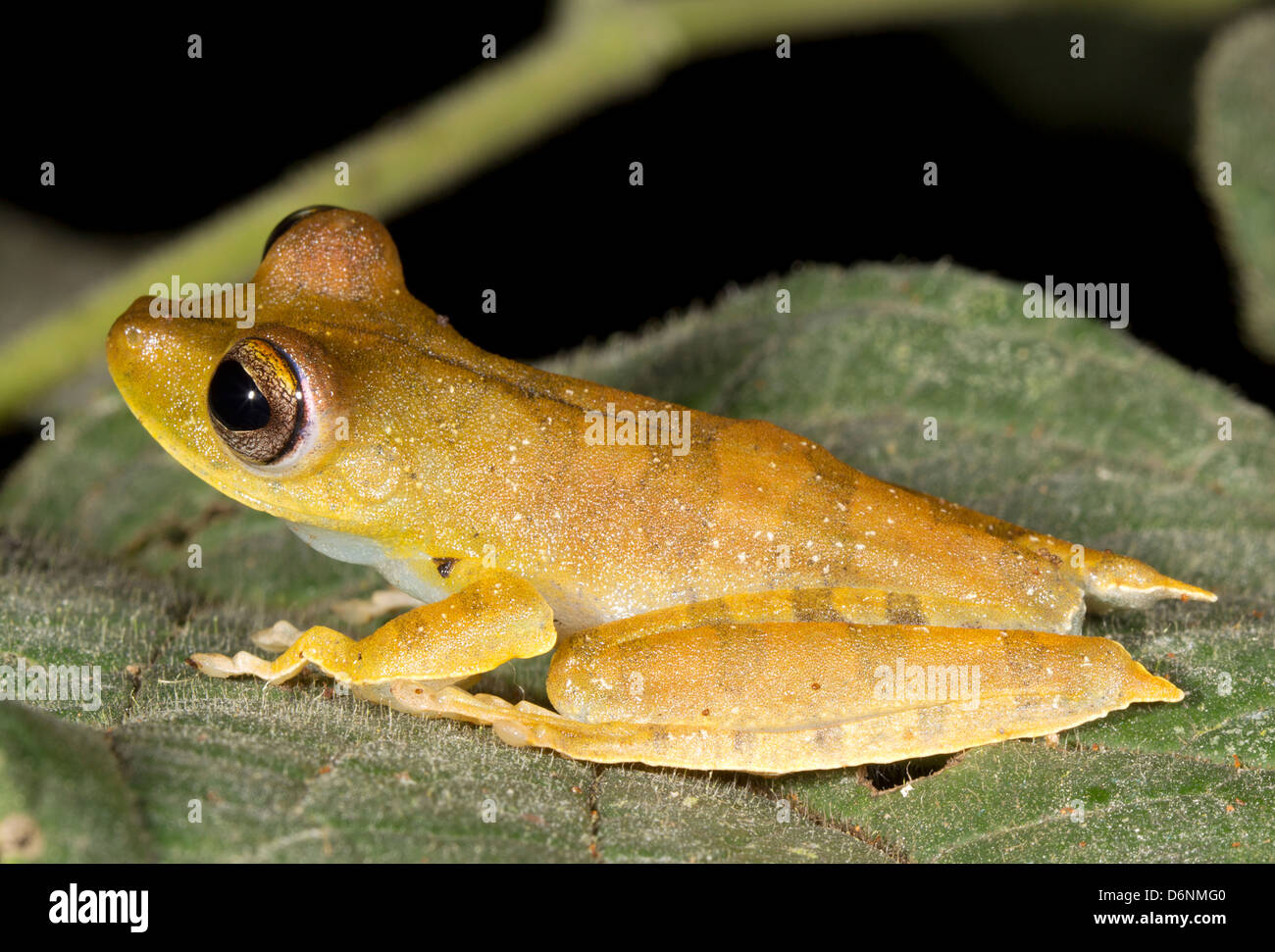 Convict Treefrog (Hypsiboas calcaratus), Ecuador Stock Photo