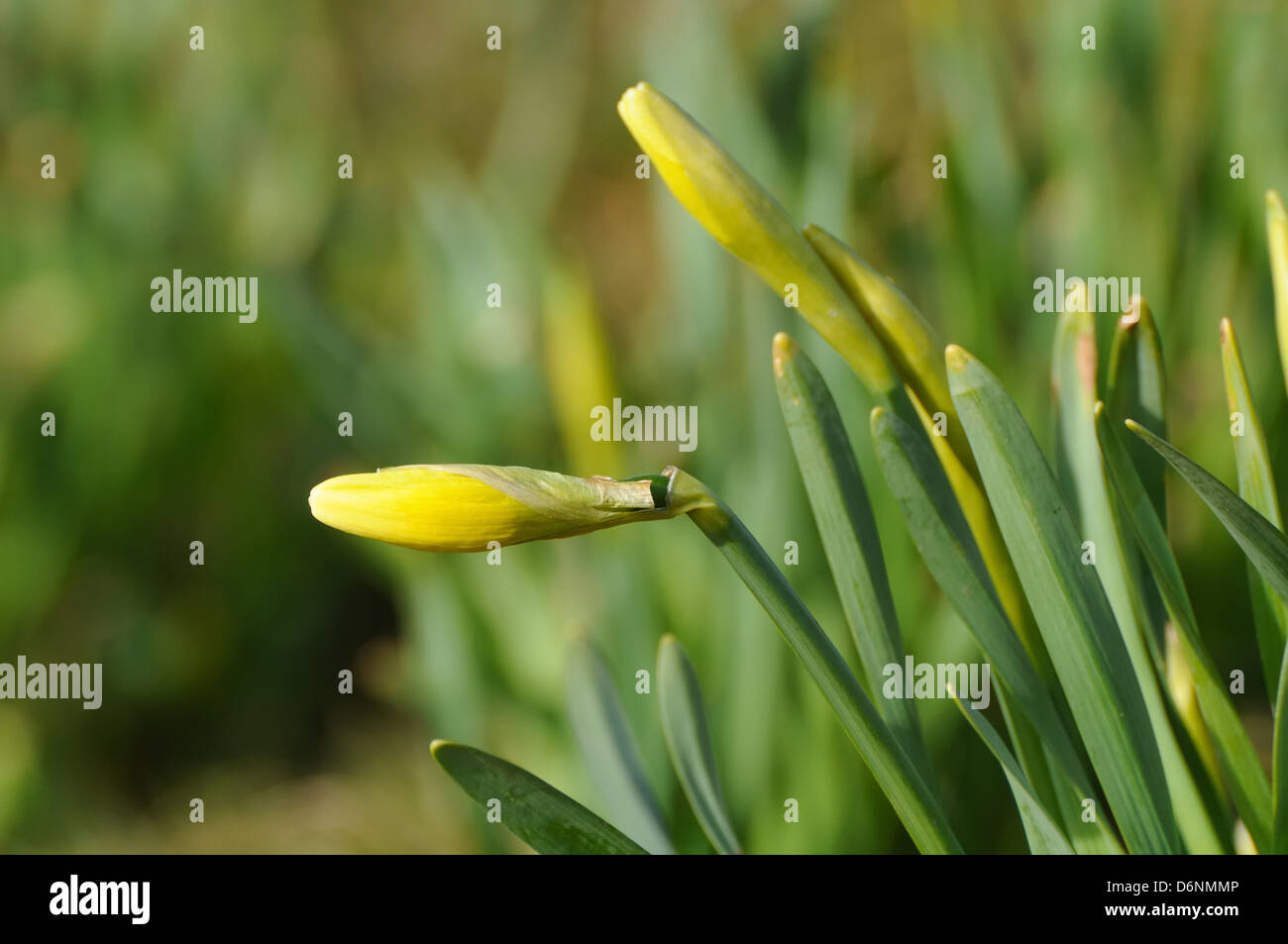 Daffodil buds hires stock photography and images Alamy