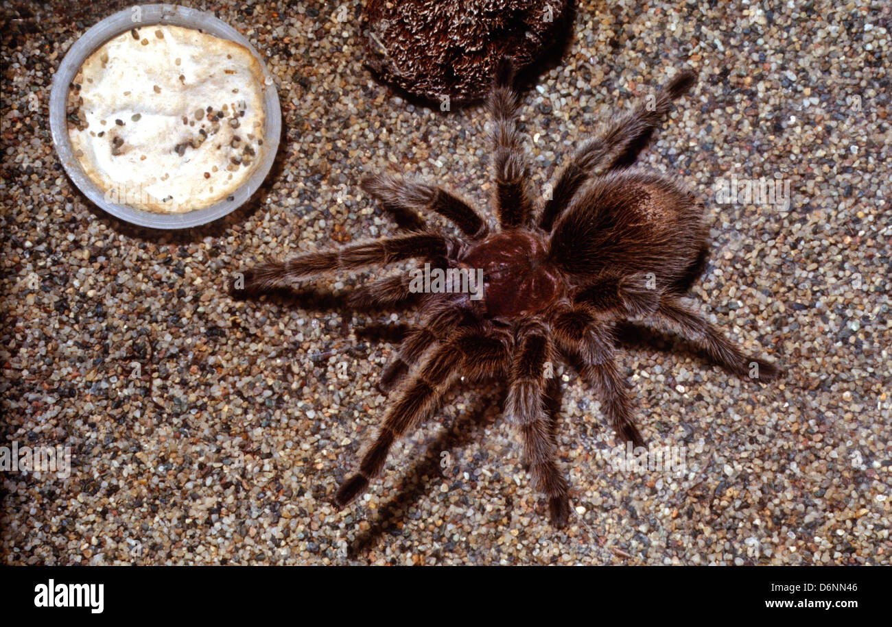 Chilean rose tarantula Grammostola spatulata, Mygalomorphae Stock Photo