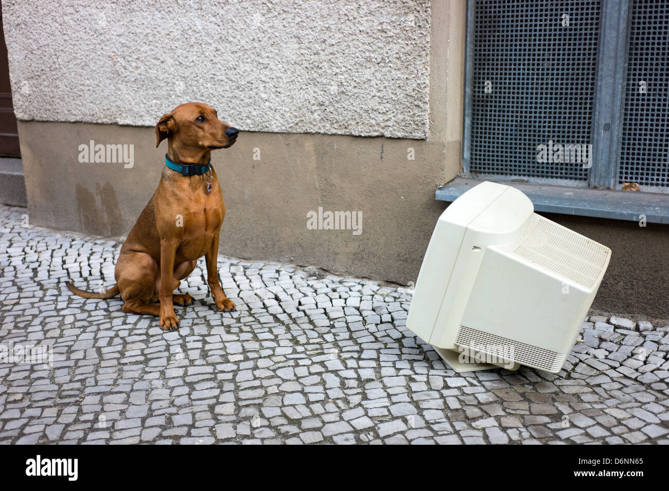Berlin, Germany, a German Pinscher for interrested to computer / internet Stock Photo
