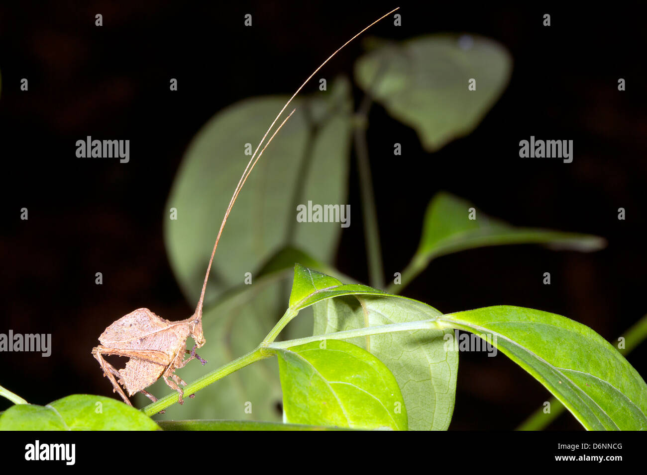 Brown leaf mimic katydid with very long antennae in the rainforest understory, Ecuador Stock Photo