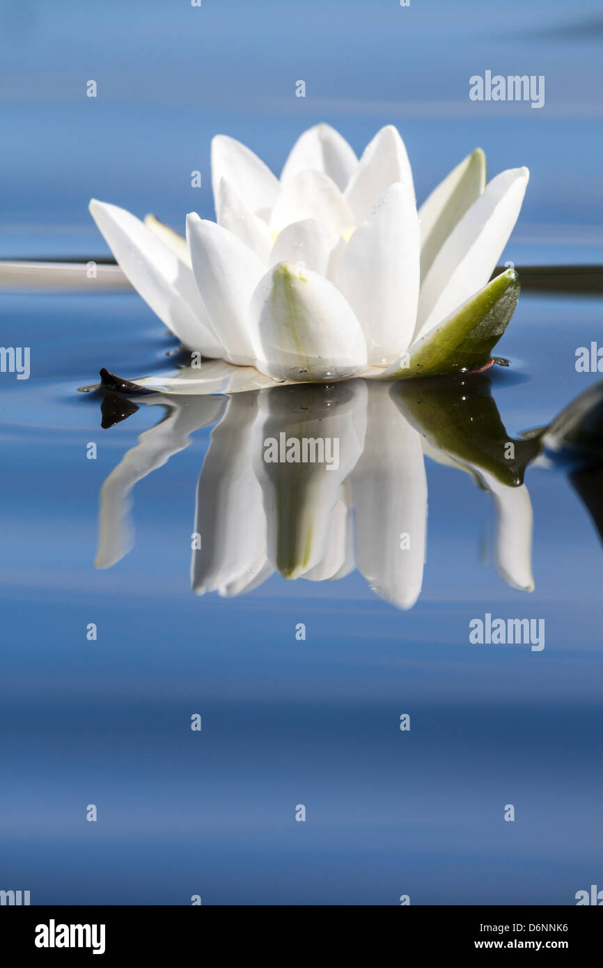 Berlin, Germany, a water lily blossoms Stock Photo