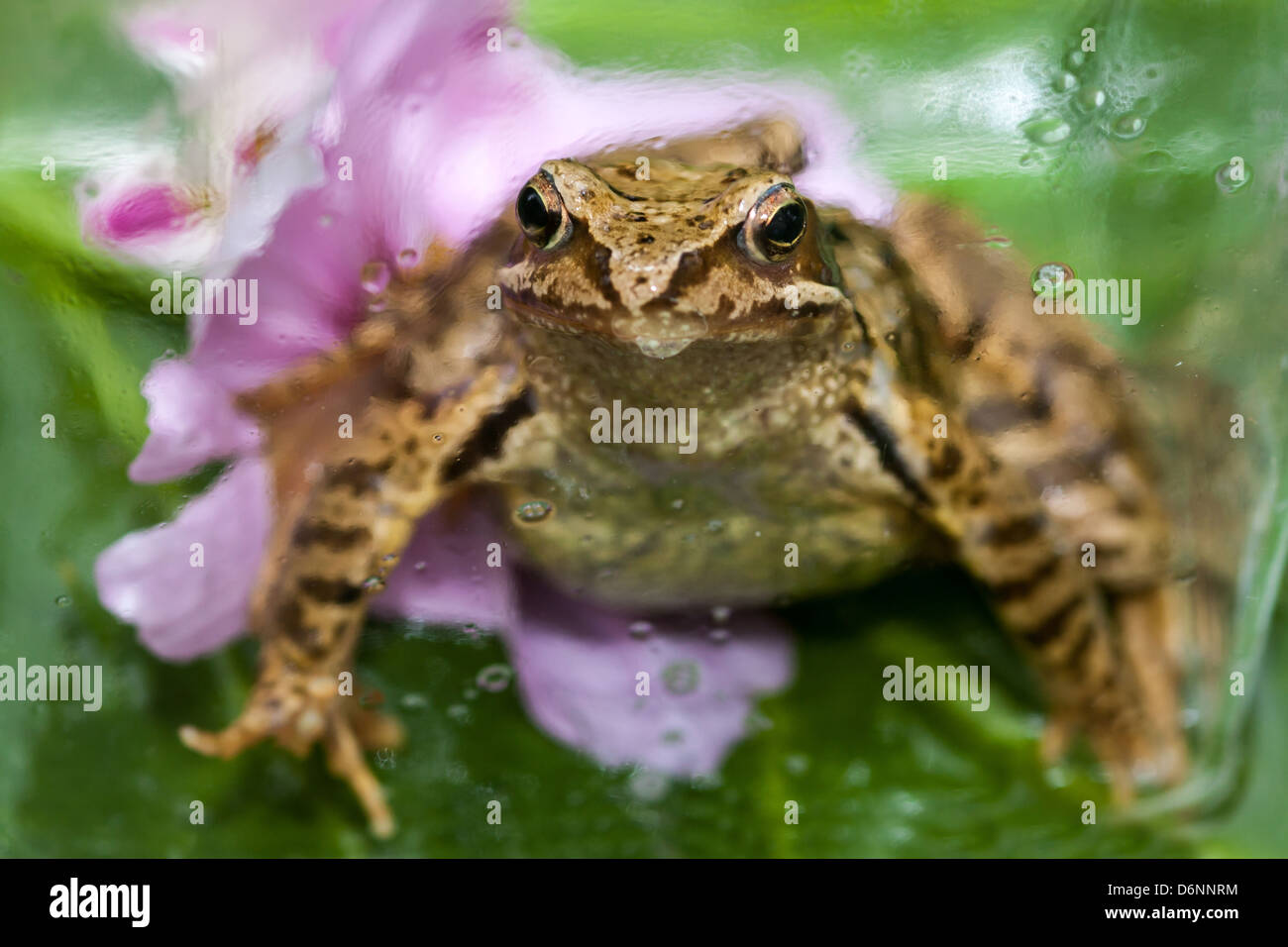 Berlin, Germany, Close up of a toad Stock Photo