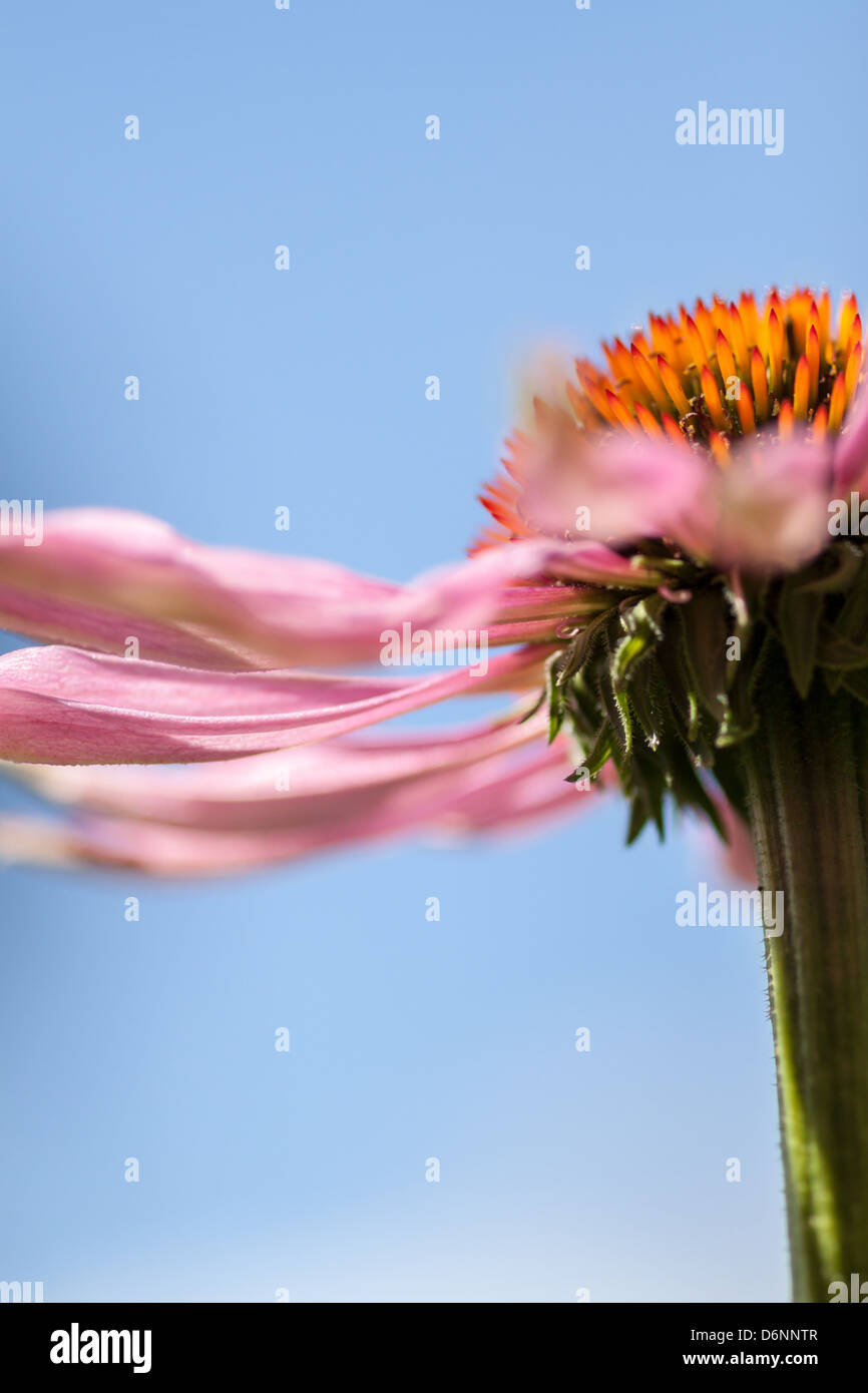 Berlin, Germany, Petals of a purple coneflower blowing in the wind Stock Photo