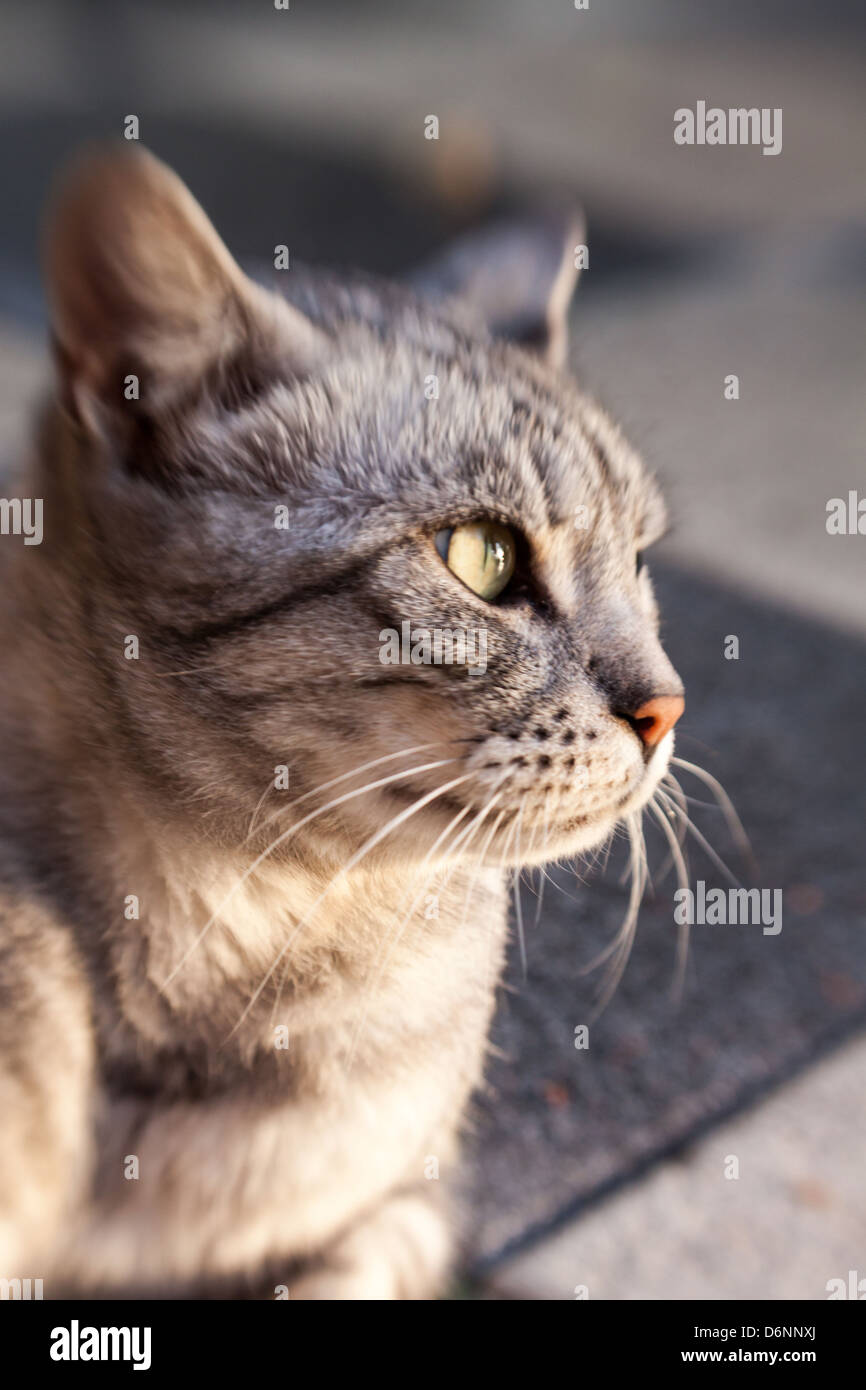 Cat berlin hires stock photography and images Alamy
