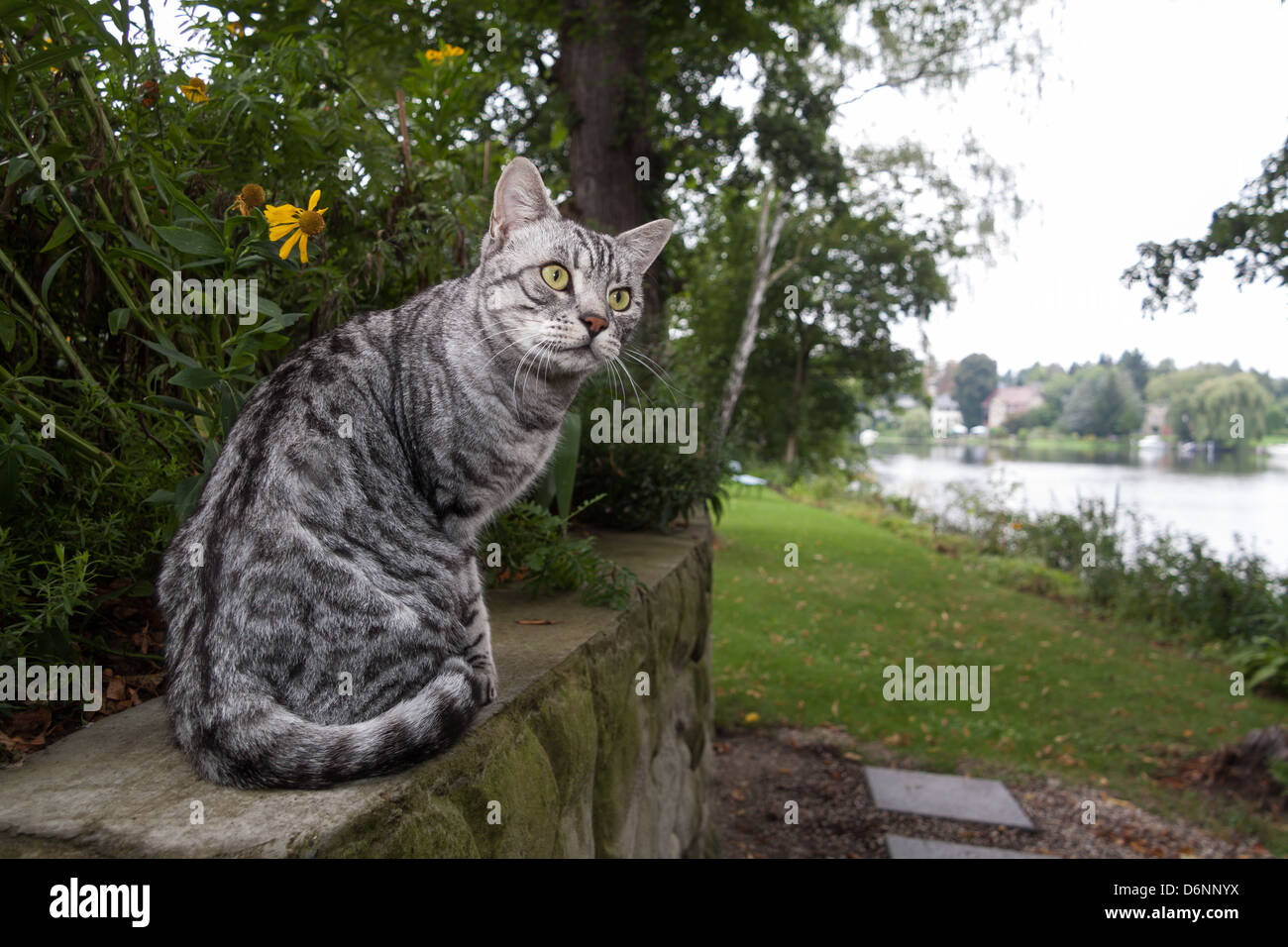 Berlin, Germany, graugetigerter cat in the garden Stock Photo