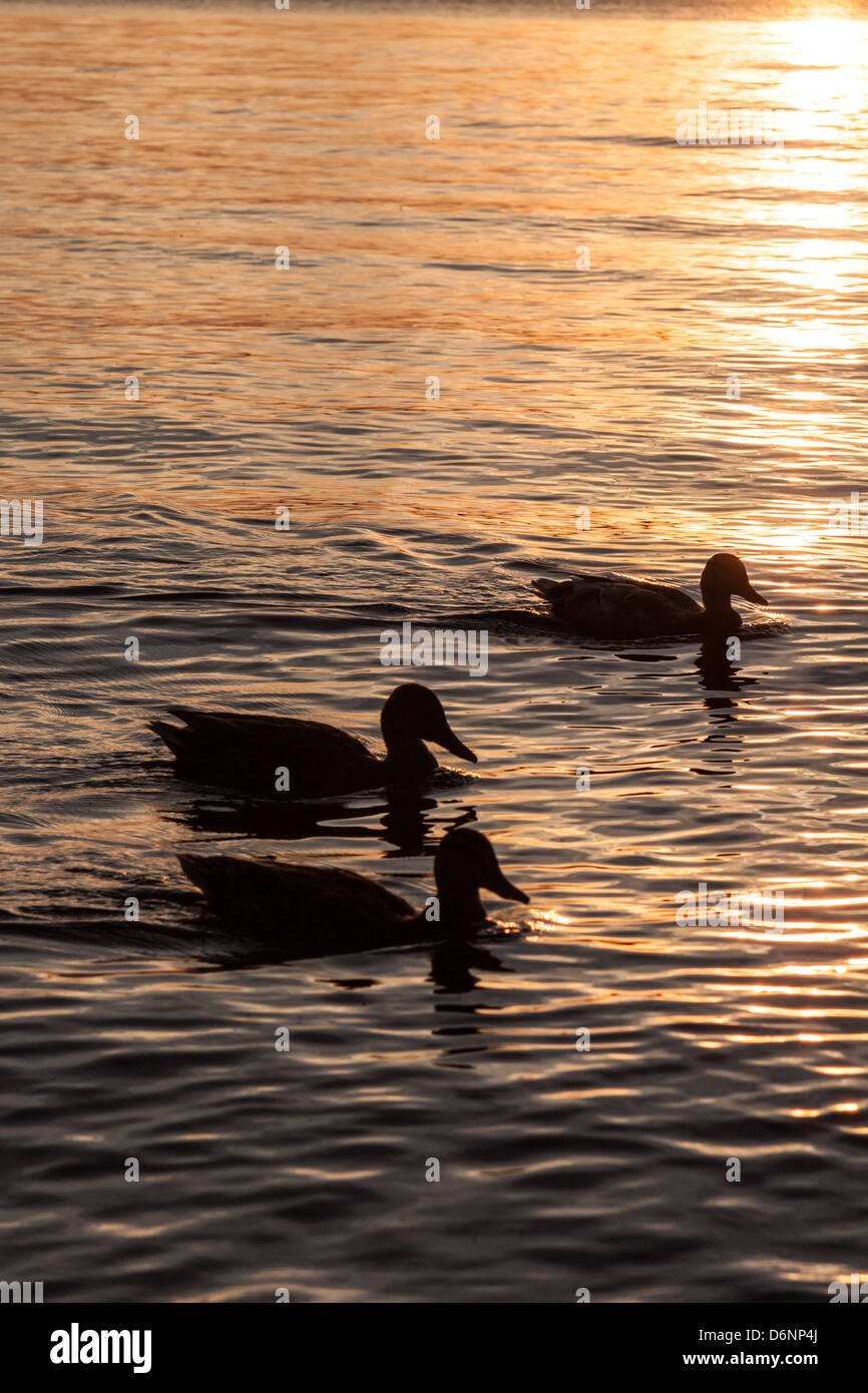 Berlin, Germany, Ducks on the River Havel at sunset Stock Photo