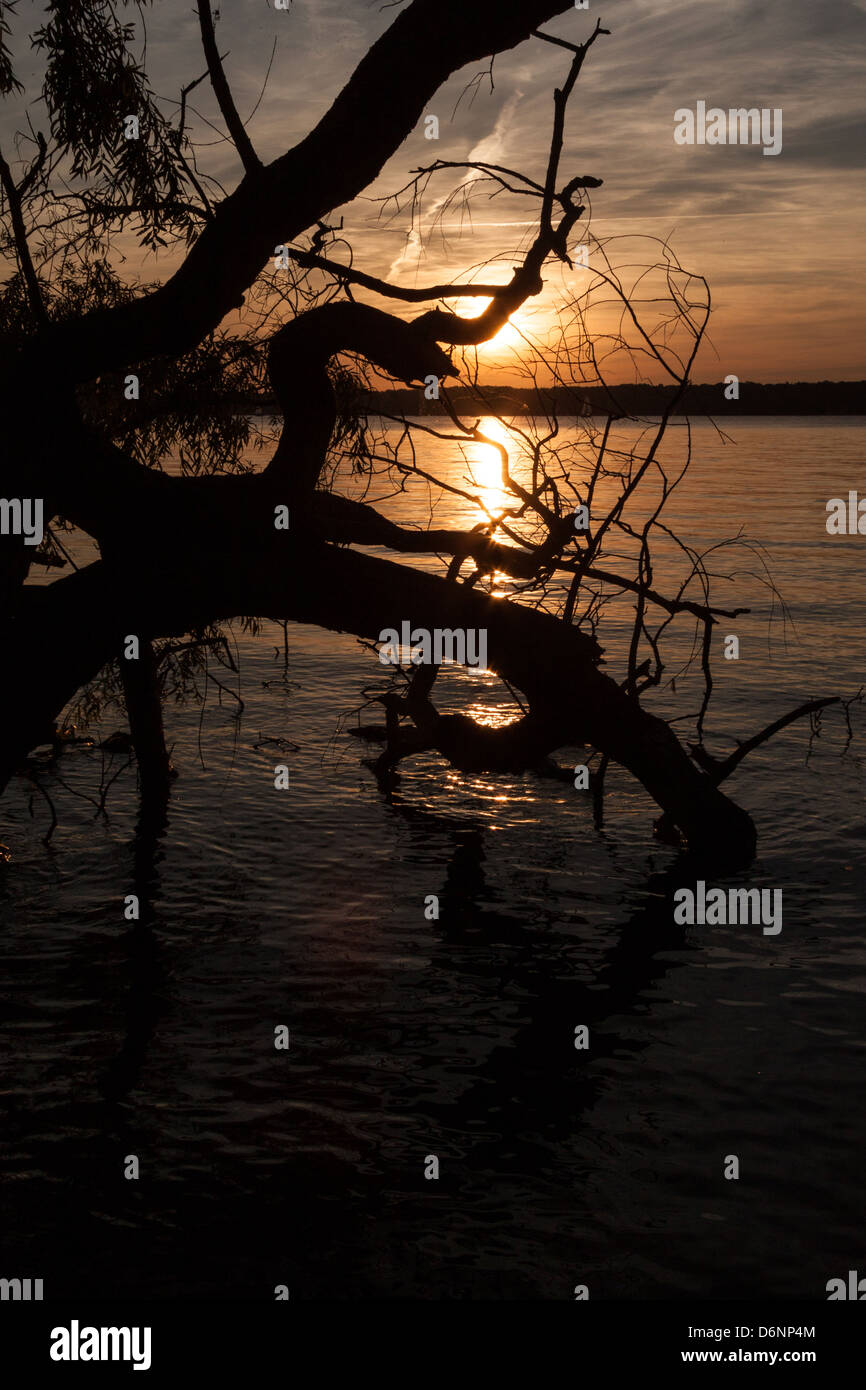 Berlin, Germany, on the banks of the Havel tree at sunset Stock Photo