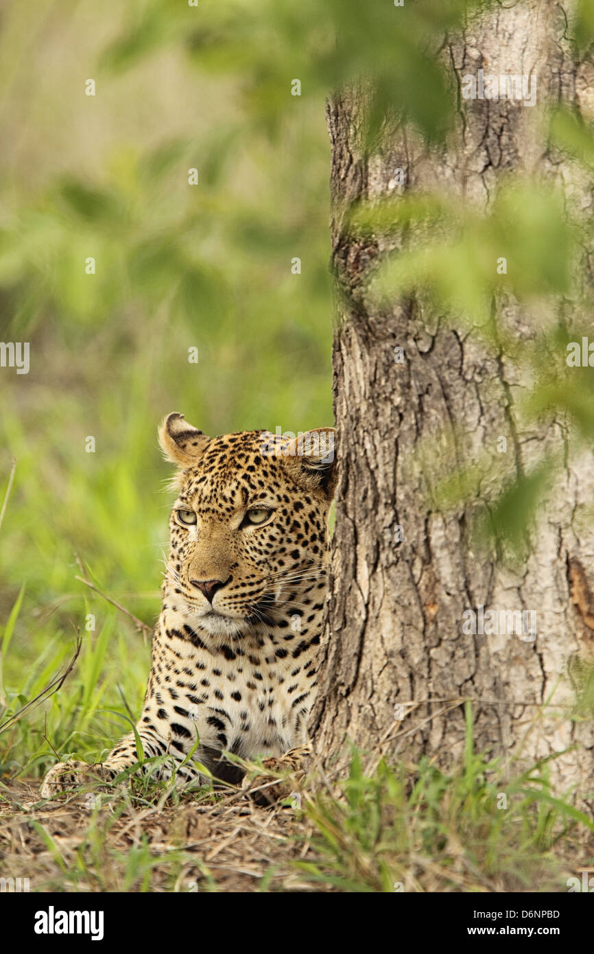 Leopard rests under a tree in the Kruger National Park, South Africa ...