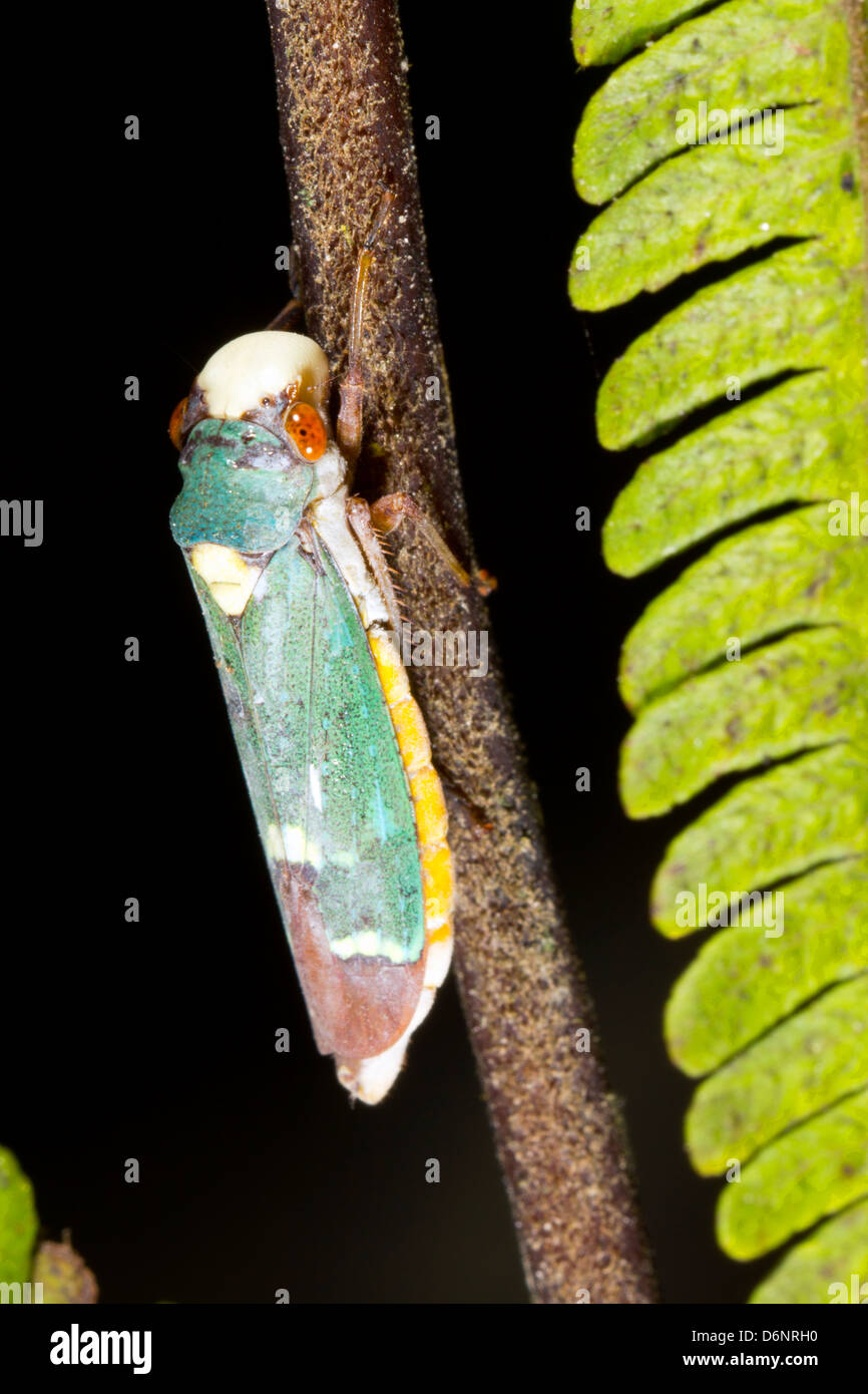 A bright green Fulgorid bug in the rainforest, Ecuador Stock Photo