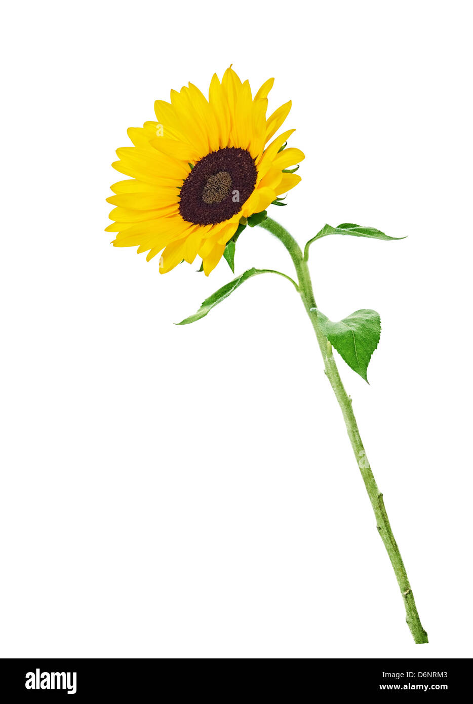colorful yellow sunflower isolated on white background Stock Photo - Alamy