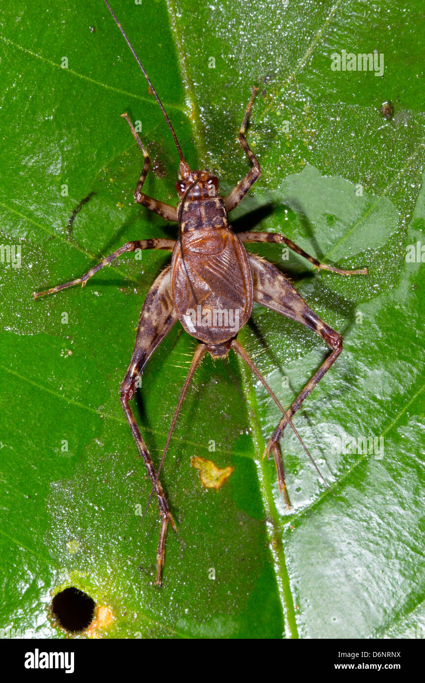 Cricket on a leaf in rainforest, Ecuador Stock Photo