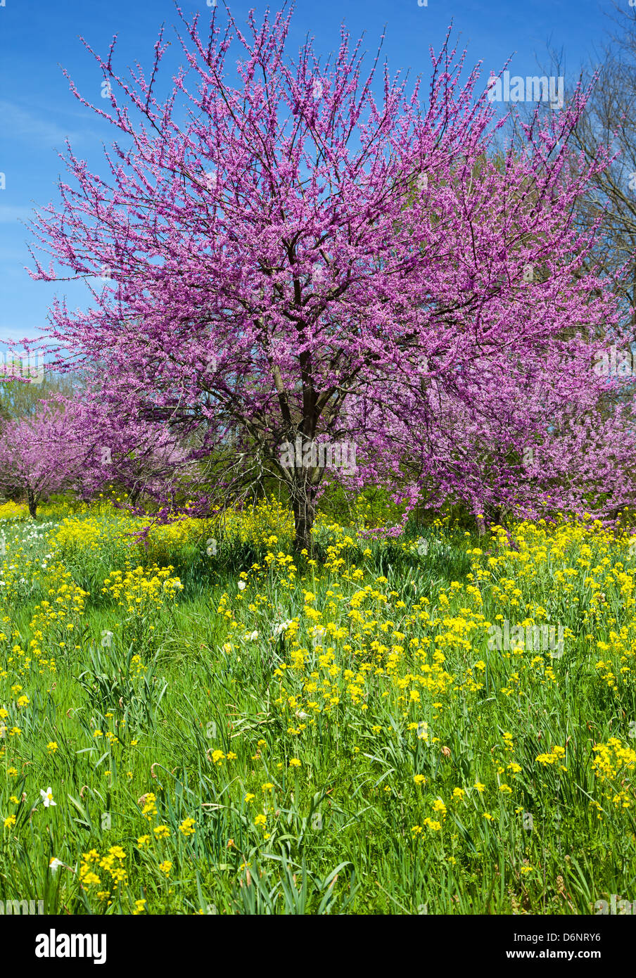 Eastern Redbud Tree (Cercis canadensis) with Wild Mustard (Brassicaceae) Stock Photo