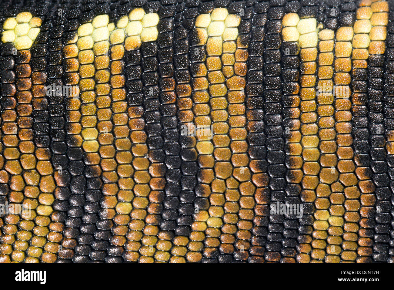 Skin of the Golden Tegu (Tupinambis teguixin) Stock Photo