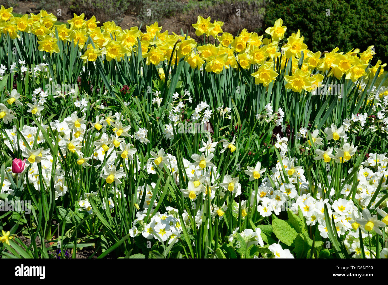 Daffodil display in Hyde Park, City of Westminster, London, Greater London, England, United