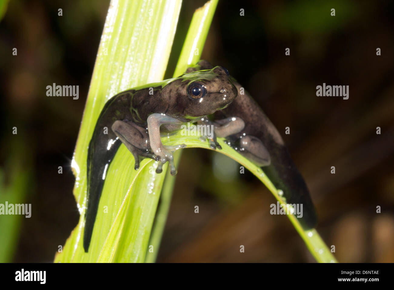Amphibian metamorphosis - Tadpole of Hypsiboas geographicus changing into a frog above a rainforest pool in Ecuador Stock Photo