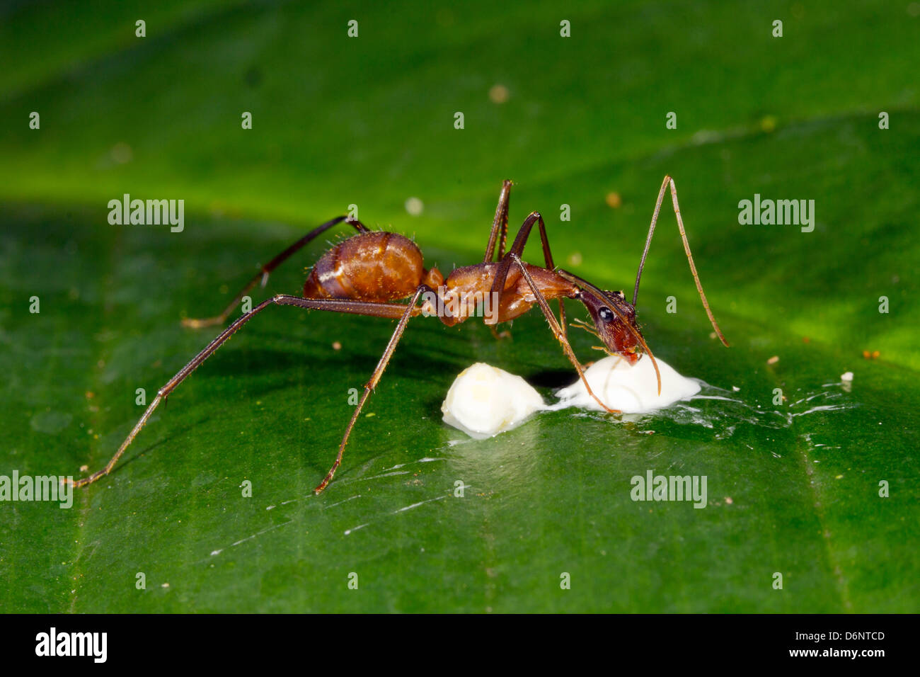 Large slender ant feeding on a bird dropping on a leaf in the rainforest understory, Ecuador Stock Photo