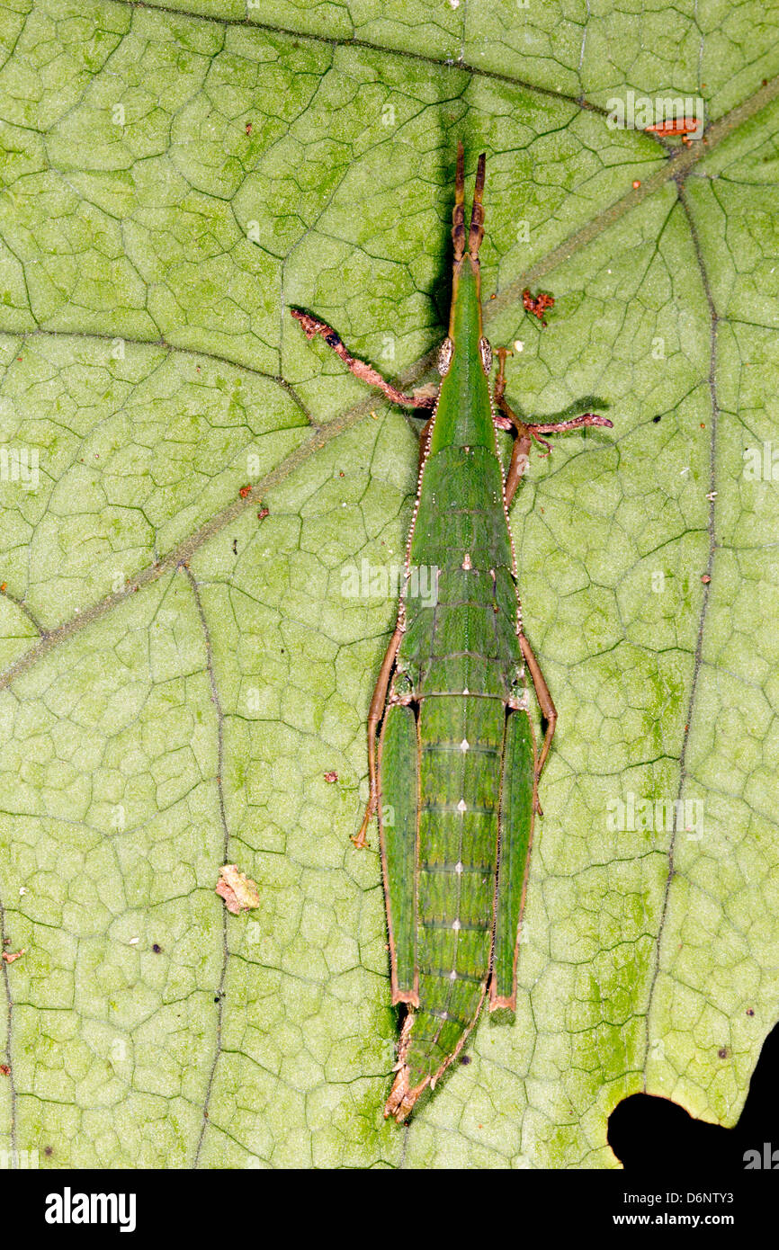 A cryptic green grasshopper concealed on a leaf in the rainforest, Ecuador Stock Photo