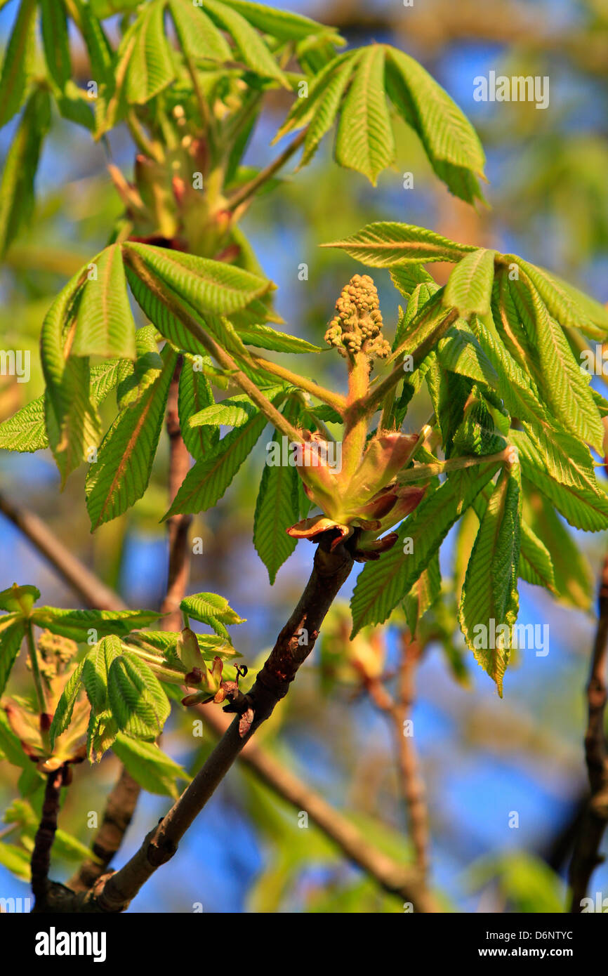 Horse Chestnut (Aesculus hippocastanum Stock Photo Alamy