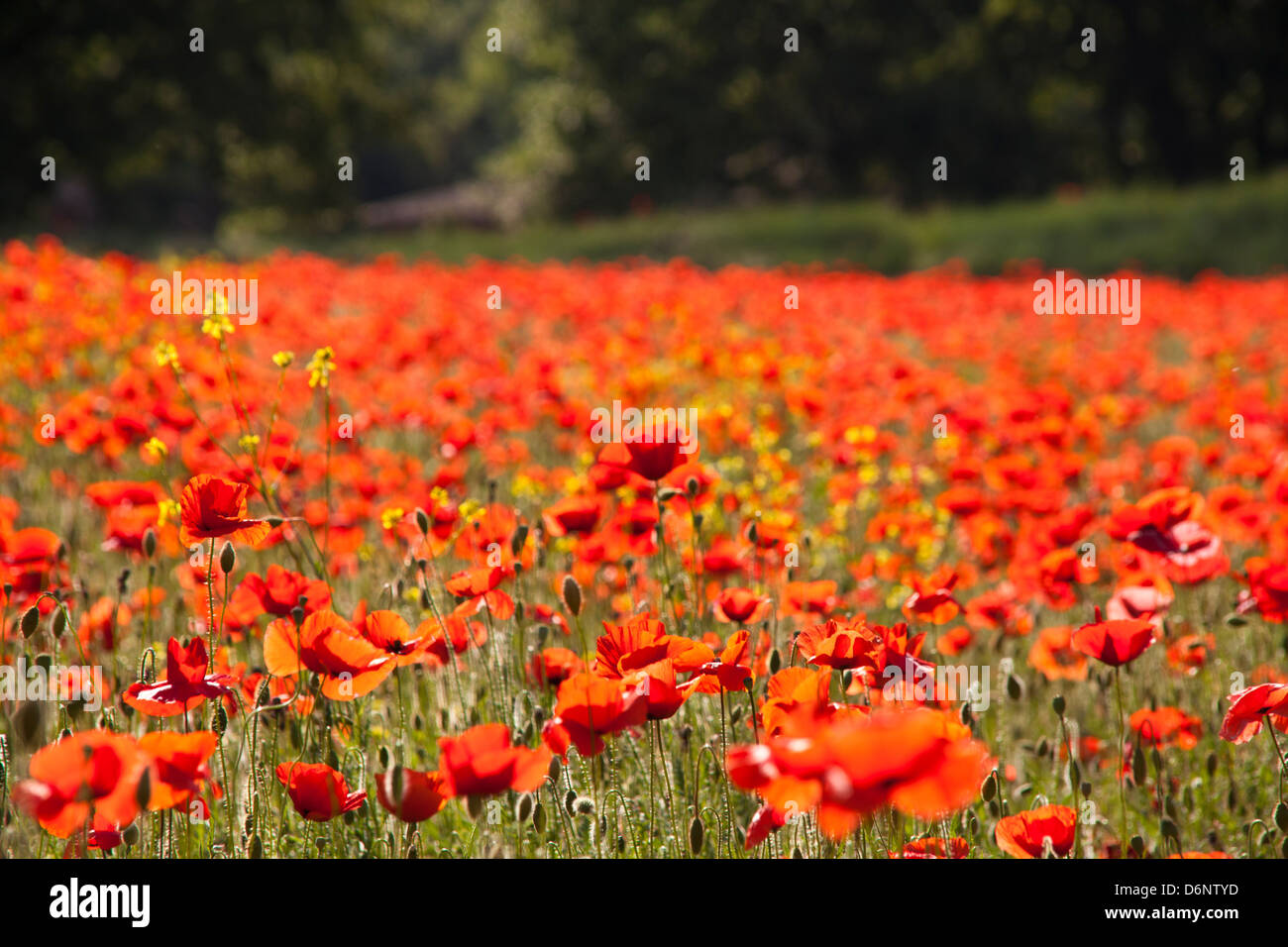 Poppy field france hi-res stock photography and images - Alamy