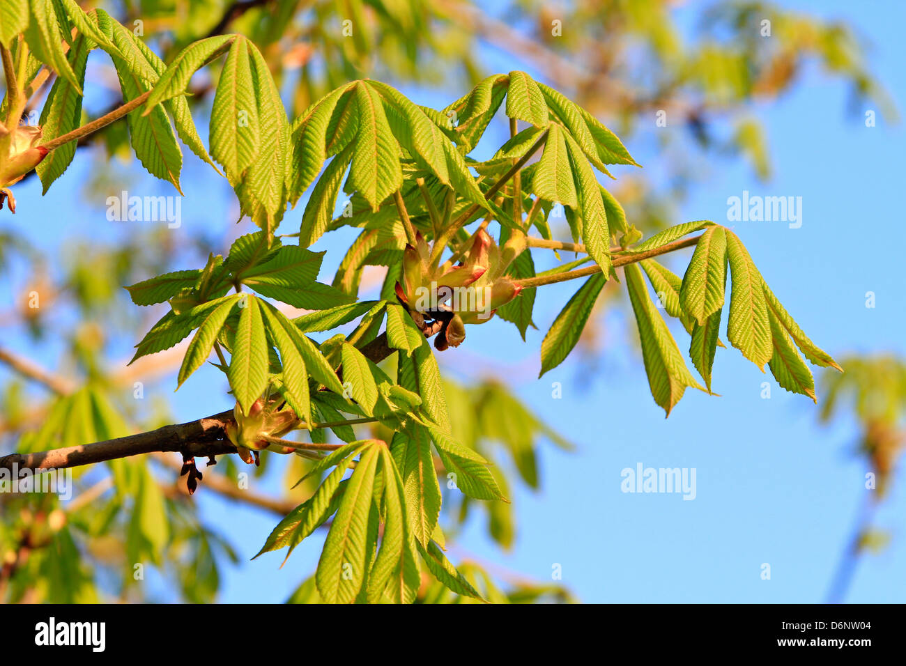 Horse Chestnut (Aesculus hippocastanum) Stock Photo