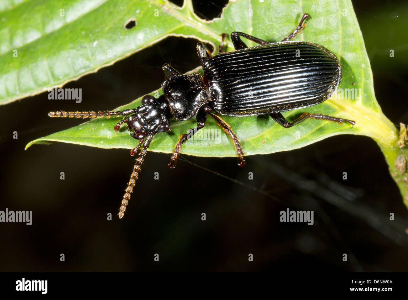 A very large ground beetle (family Carabidae) climing in vegetation in the rainforest, Ecuador Stock Photo