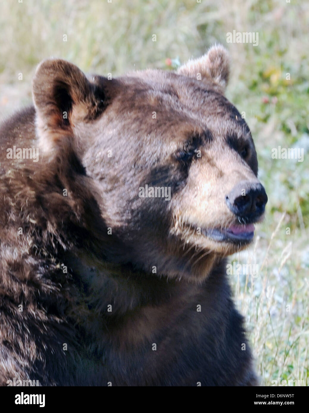 Grizzly North American brown bear Wyoming, American Black bear, Ursus americanus, medium sized bear native to North America, Stock Photo