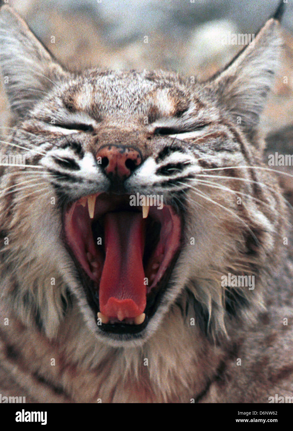 Bobcat yawn,Lynx rufus North American mammal cat family Felidae is predator inhabits wooded area, cat, Felidae, predator, woods, Stock Photo