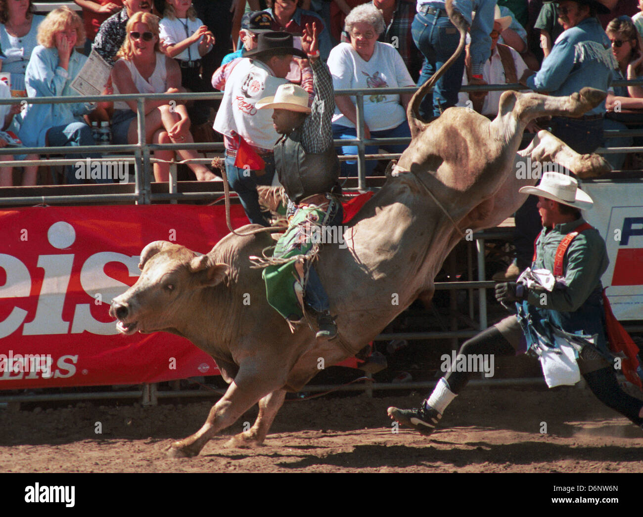 Rodeo cowboy riding bucking Brahma bull with rodeo clown chasing