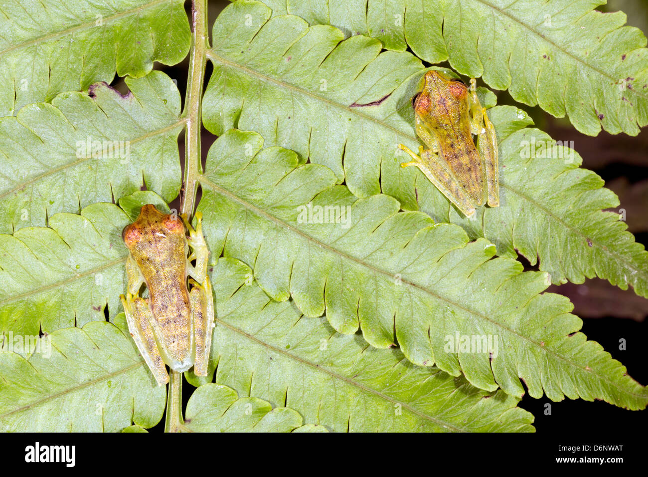 Two juvenile Gunther's Banded Treefrogs (Hypsiboas fasciatus) on a leaf in the rainforest, Ecuador Stock Photo