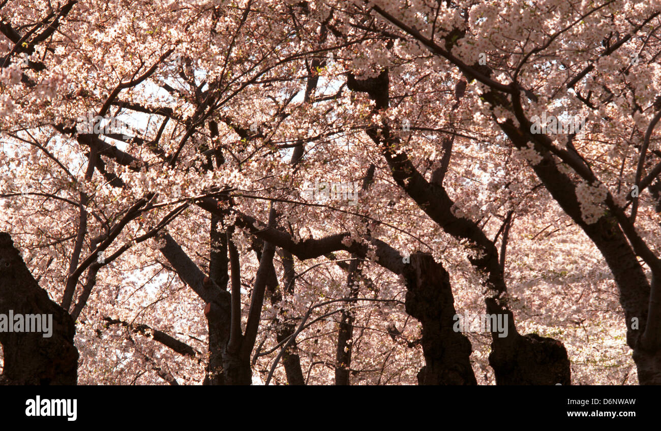 Cherry blossoms Japanese Cherry trees Tidal Basin Washington DC, Potomac River, Cherry Blossom, Sakura, pink cherry blossoms, Stock Photo