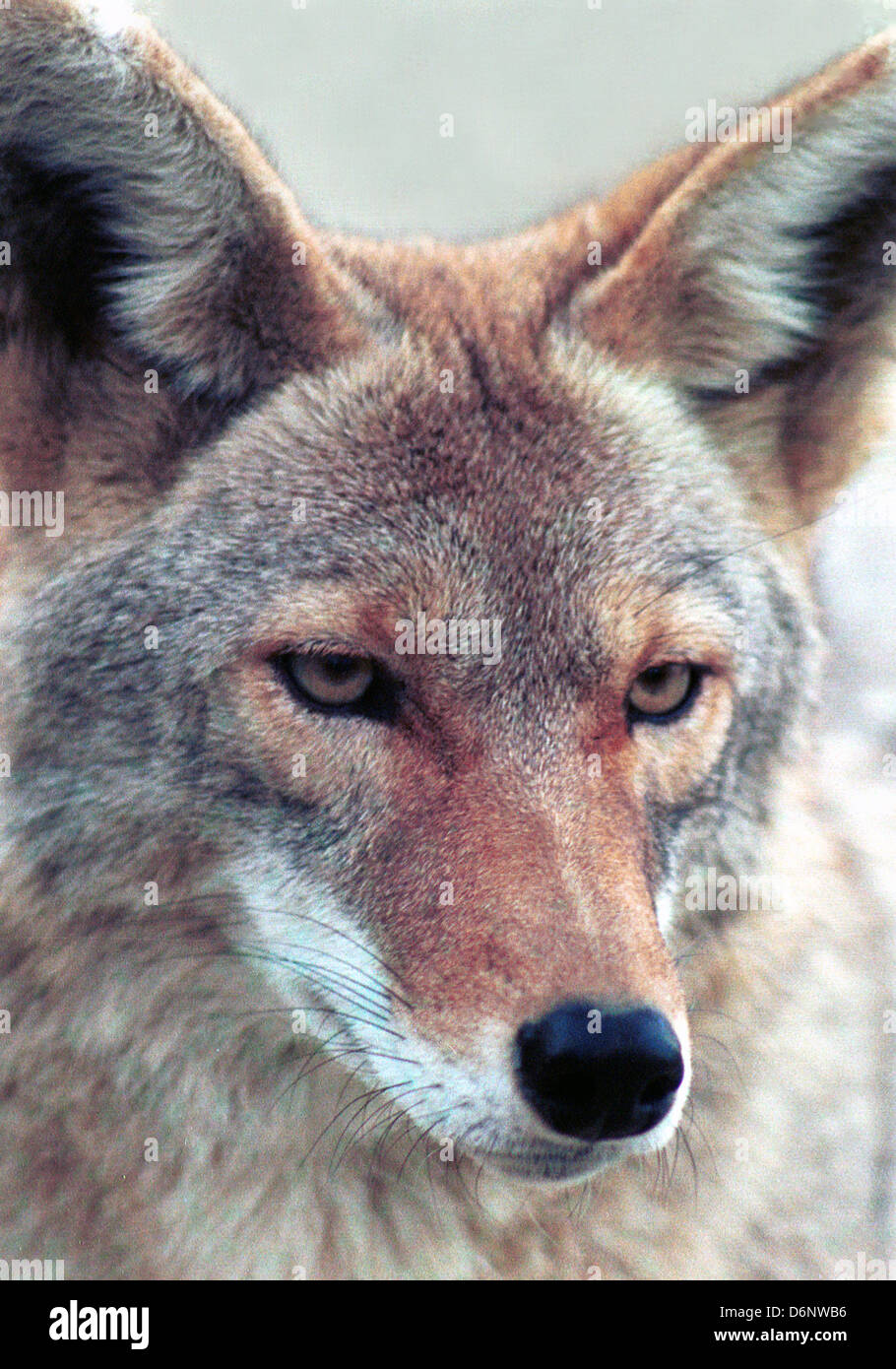 Coyote canis latrans, American Jackal, brush wolf, prairie wolf, species of canine found North central America, trickster, Stock Photo