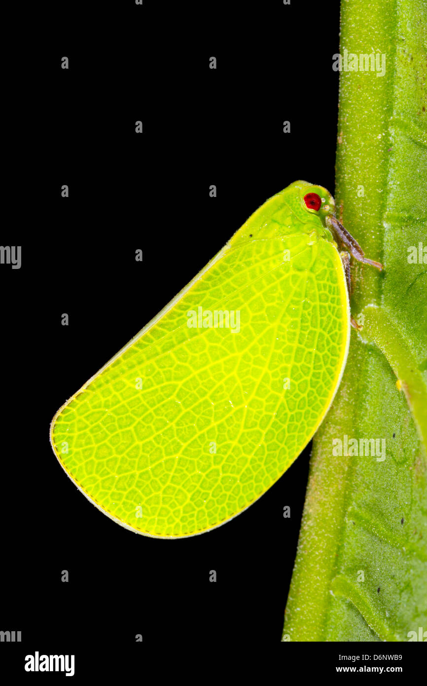 A bright green plant hopper on a rainforest leaf, Ecuador Stock Photo