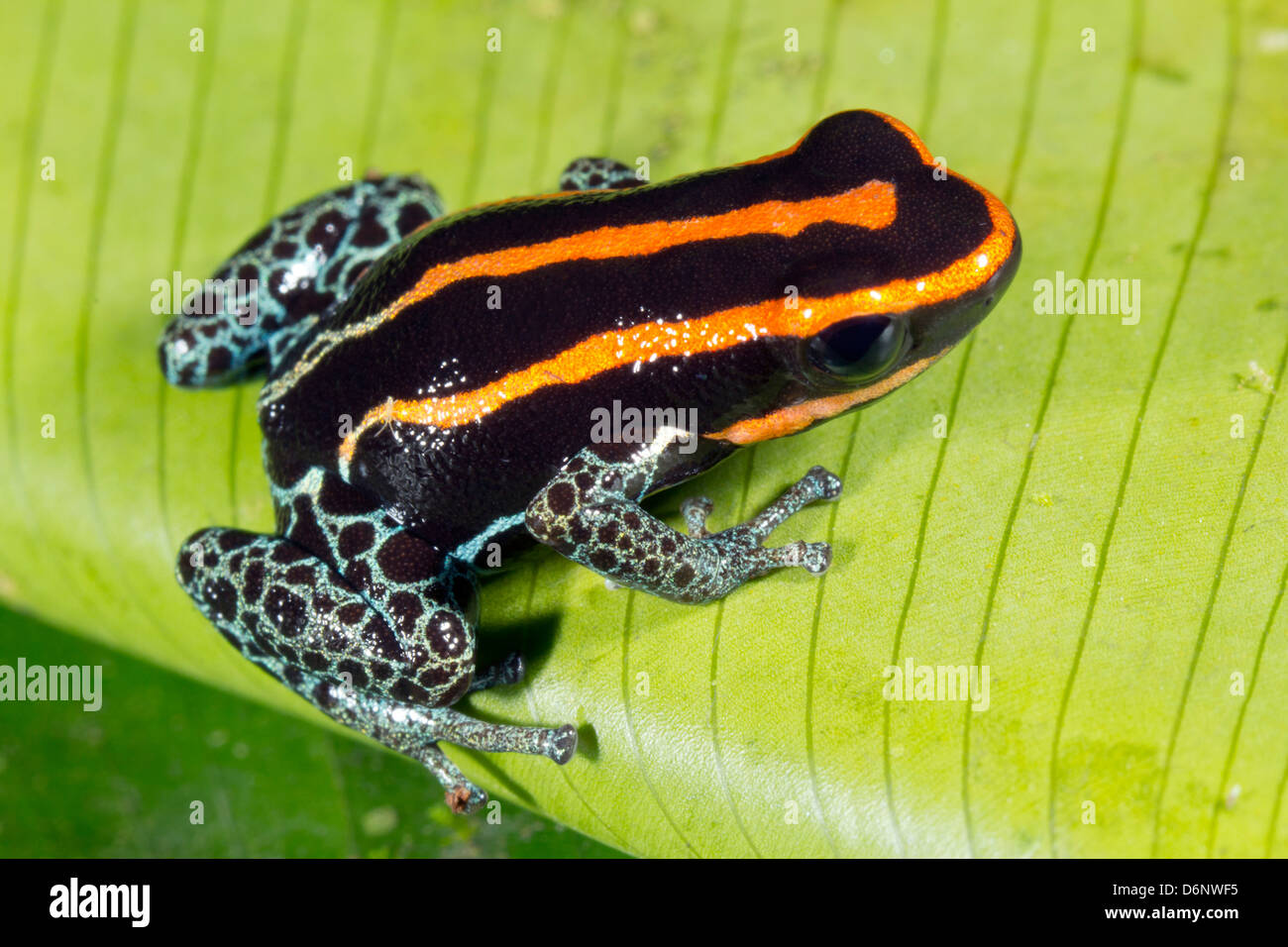 Amazonian Poison Frog (Ranitomeya ventrimaculata) Stock Photo